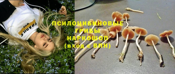 ПСИЛОЦИБИНОВЫЕ ГРИБЫ Заводоуковск